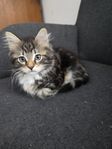 kattunge