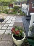 Två stora krukor med blommor