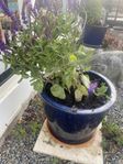 Två blå krukor med salvia