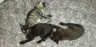Kattungar 