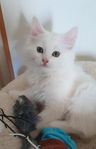 kattunge 