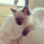 Ragdoll-unge