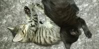 Kattungarna