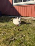 Mysig bondkatt söker nytt hem – träffa Lillemor!