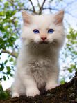 Renrasig SVERAK registrerad ragdoll kattunge