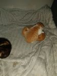 kattungar