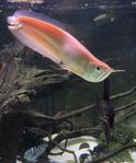 Albino Arowana