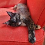 maine coon kattunge
