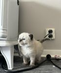 ragdoll kattunge