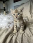 Bengal kattungar 
