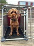 Transportbur/ hundbur Hund 4pets Pro