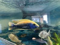 Sciaenochromis fryeri, iceberg purple
