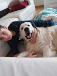 Golden Retriever-hane, 3 år  familjevänlig och lekfull
