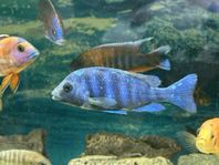 Phenochilus tanzania', Lupingu - Golden