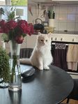 Katten Ron