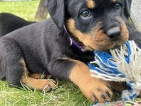 Rottweiler valp tik SKK registrerad, bibehållen avelsrätt