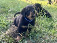 Rottweiler valp hane SKK registrerad