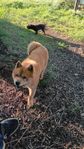 chow chow hane .