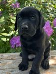 labrador mix valpar (stora raser)