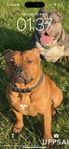 Akut omplacering American pocket bully