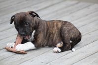 Staffordshire bullterrier hane
