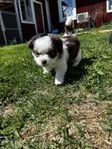 chihuahua blandisar