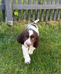 Engelsk Springer Spaniel