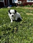 chihuahua blandisar