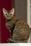 Devon rex hona
