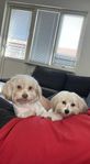 Omplacering två bichon havanais