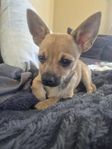 chihuahuablandras Hane