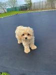 maltipoo 
