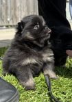 Pomeranian blandis