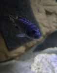 Malawi Elongatus