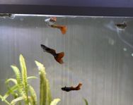 Guppy king cobra röd