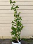 Viburnum oculus Strömsund buske
