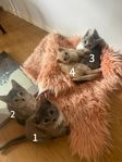 kattungar