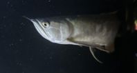 Silver arowana