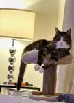 katt