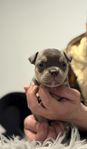 American Bully Micro 