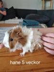 marsvinsungar