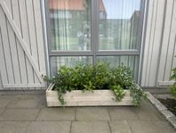 Växtlåda med 3 st rododendron och murgrönor 