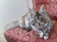 Maine Coon-hona - Gosig och social