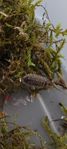 Isopods/ gråsuggor