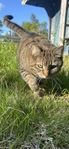 Utekatt söker nytt hem