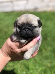 Mopsvalpar