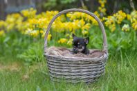 Chihuahua hane SKK.REG
