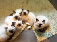 Ragdolls med stamtavla