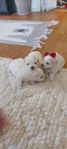 Drömvalpar söker kärleksfulla hem – Bichon Maltes