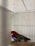 prakt rosella